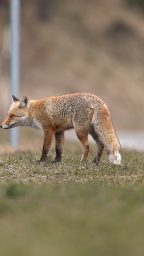 A Red Fox in a Field 
