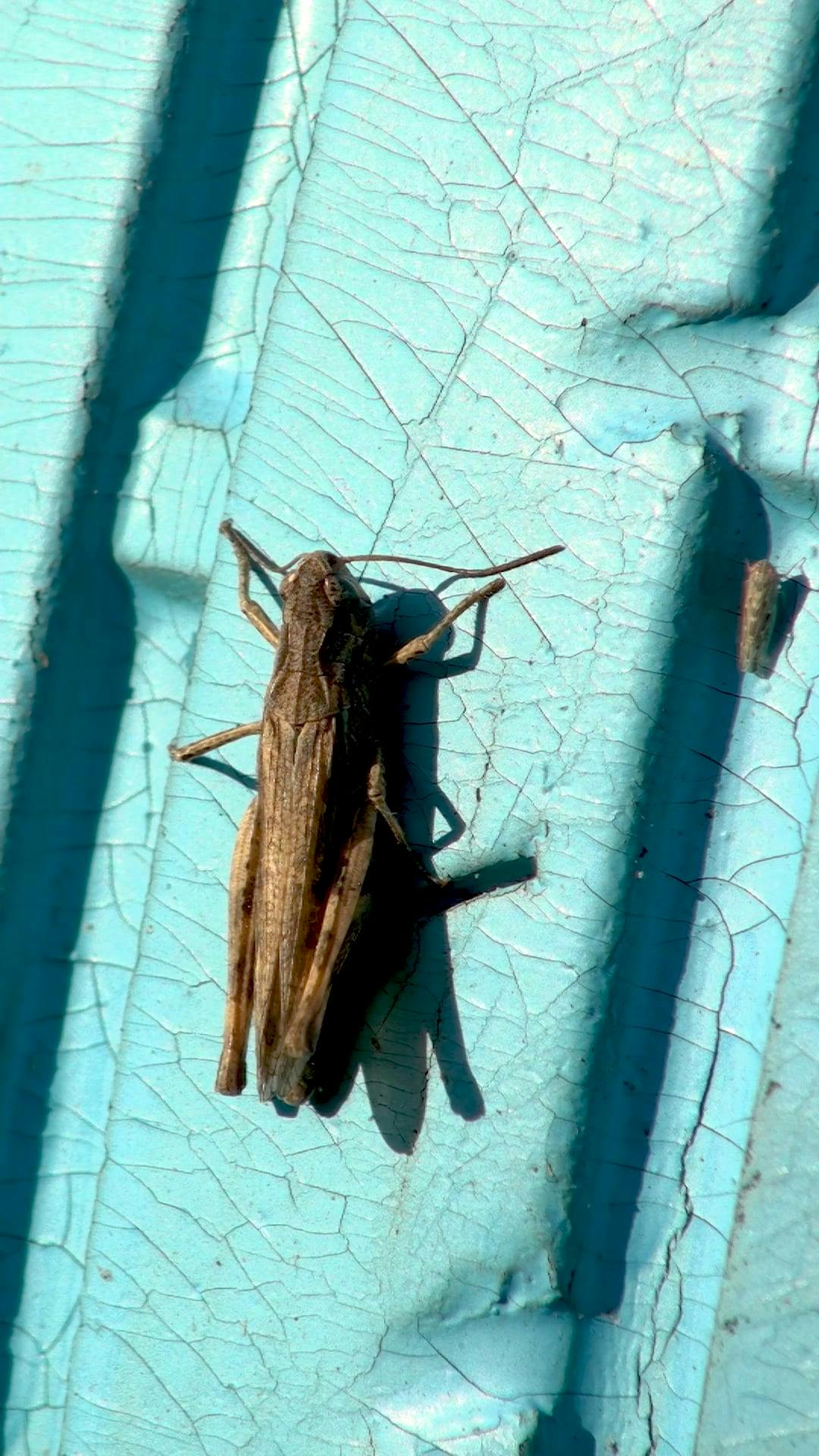 Video by Olena Ilinska