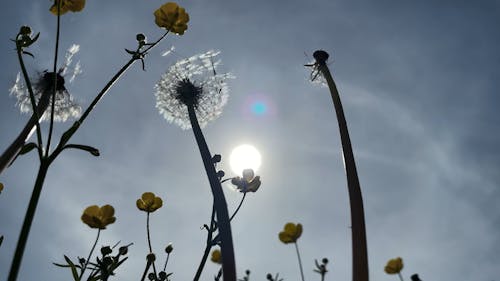 Dandelions Summer Sun sky wind