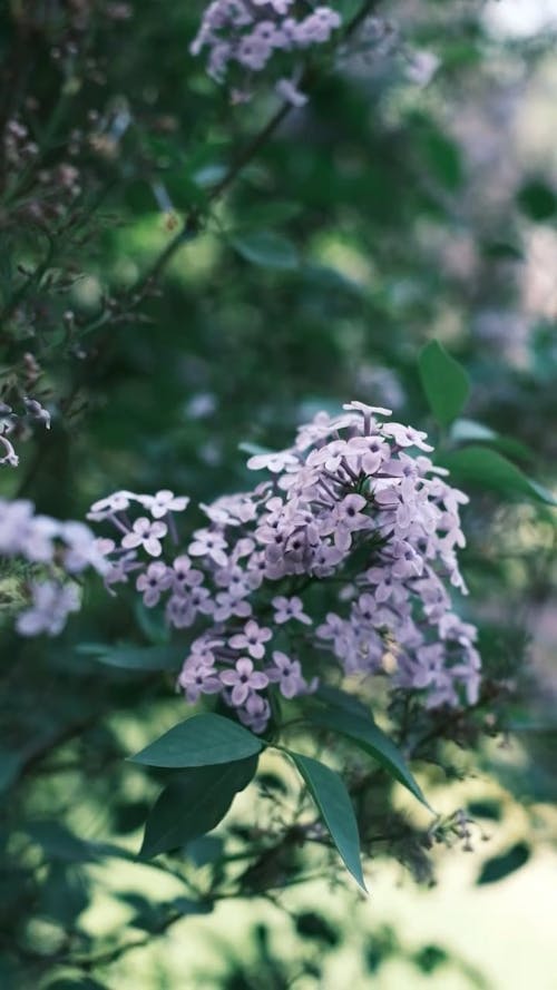 Close-up of Pink Lilac Flowers