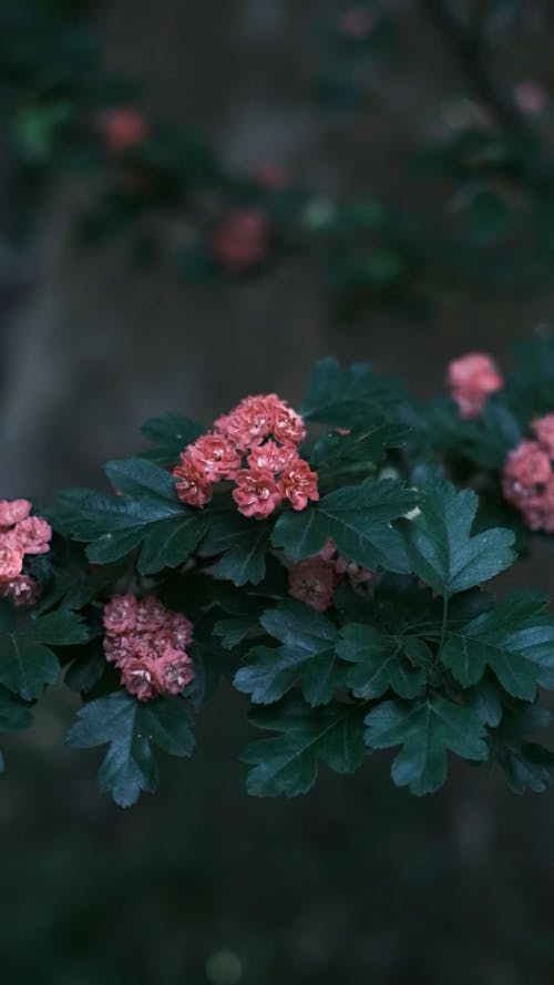 Close-up of Plant with Red Flowers