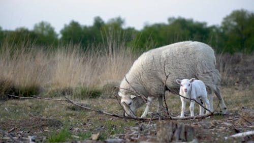 A Sheep and a Lamb Eating Grass in a Field