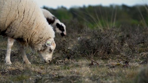 Close up of Sheep Eating Grass in a Field