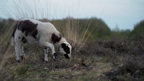 A Black and White Lamb Eating Grass in a Field