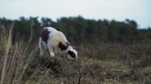 Close up of Sheep Grazing in a Field