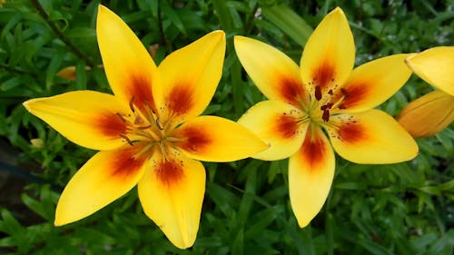 Vídeo De Lindas Flores Amarelas