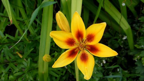 Amazing Star-Like Yellow Flower 
