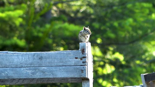 Chipmunk Sitting on a Park Bench