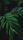 tropical leaves