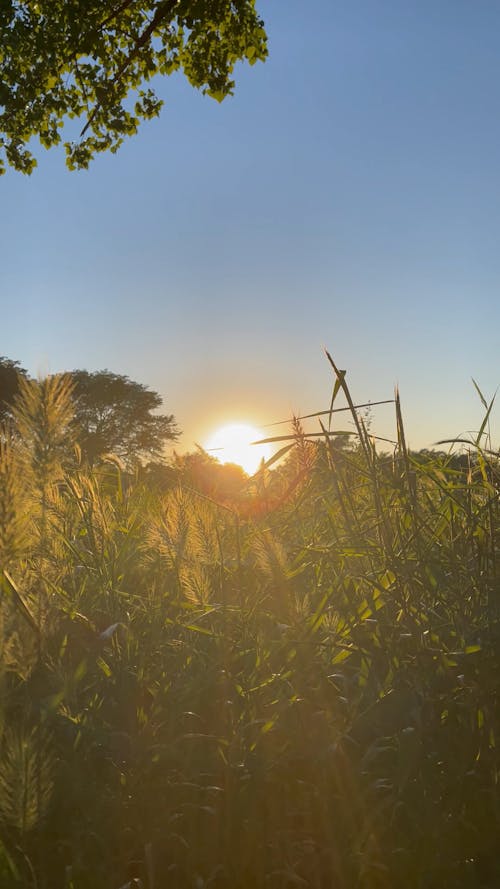 Grass in a Meadow at Sunset