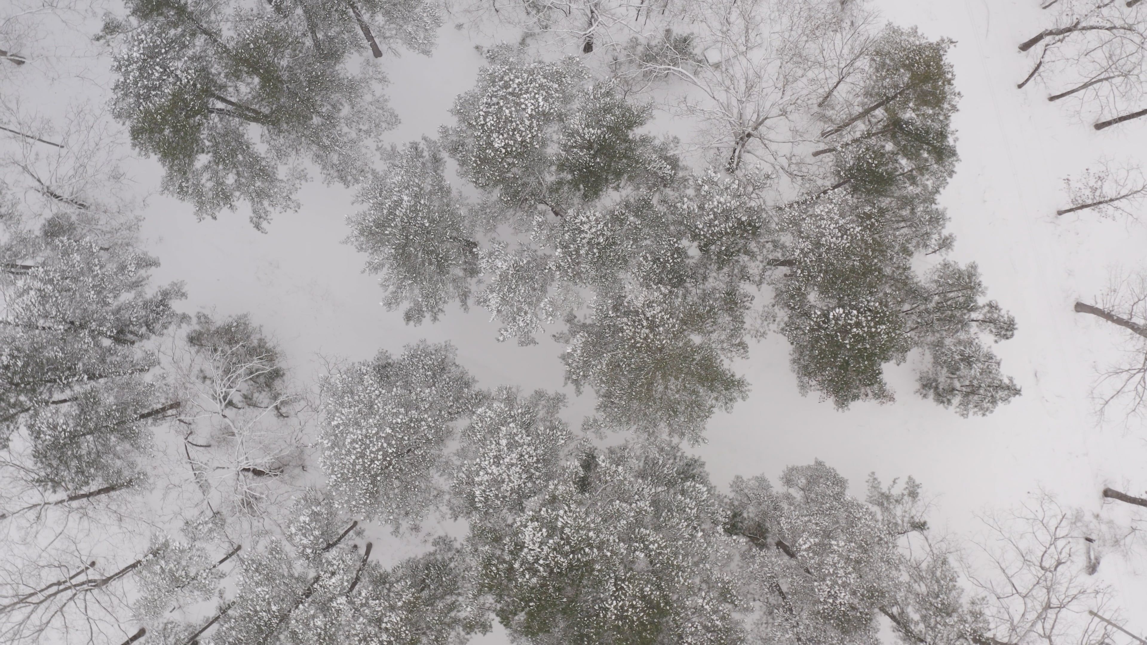 High Angle Shot of Snow Covered Trees in the Forest Free Stock Video ...