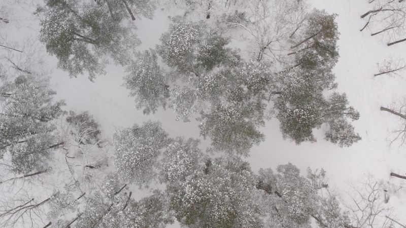 High Angle Shot of Snow Covered Trees in the Forest Free Stock Video ...