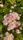 rose flowers