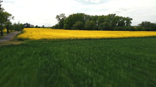 Drone Shot of a Yellow Rapeseed Field