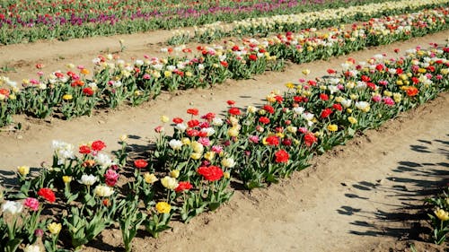 Rows of Tulip Flowers in a Plantation 