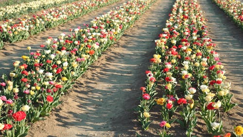 Colorful Rows of Flowers in a Tulip Farm 