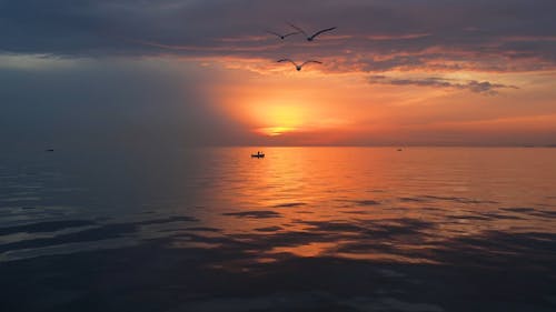 Seagulls Flying over the Sea During Sunset
