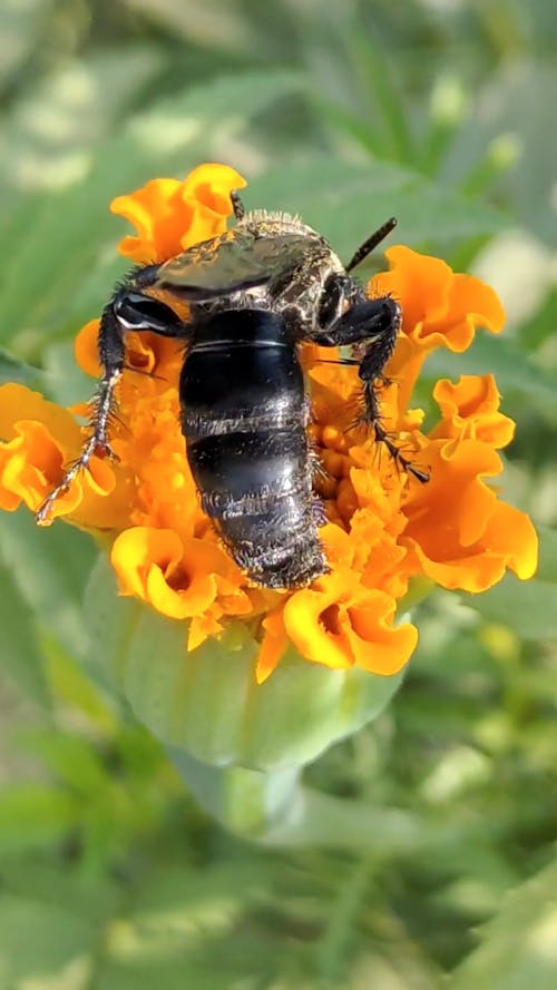 Winged Insect Pollinating a Flower