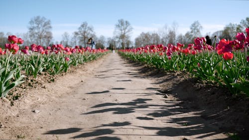 People in the Flower Field