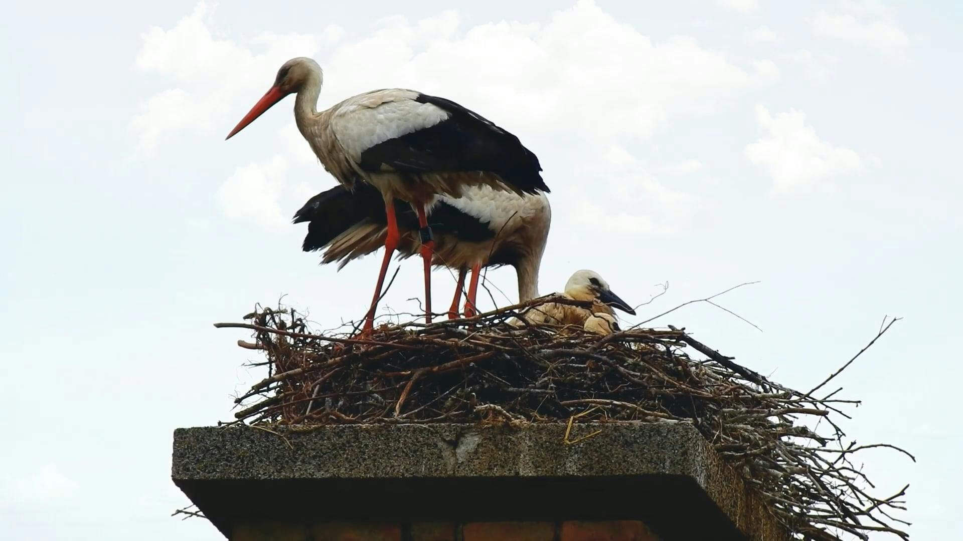 A Bird Feeding its Hatchlings Free Stock Video Footage, RoyaltyFree 4K