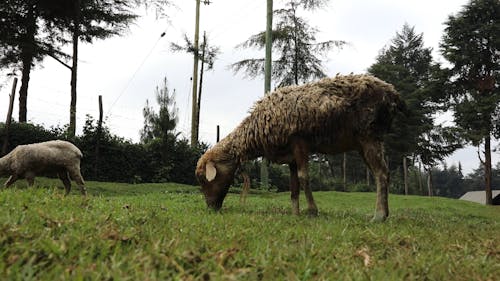 Sheep Eating Grass in a Farm Field