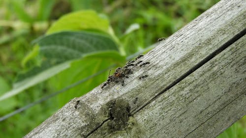 Ants on Wood