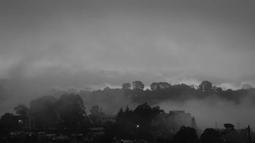 City and Trees in Fog in Black and White
