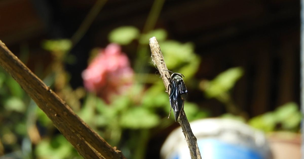 Wasp Riding Another Insect Wasp Attacking Another Winged Insect Free Stock Video Footage, Royalty ...
