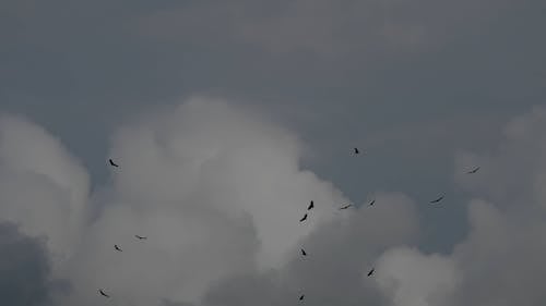 Birds on Sky