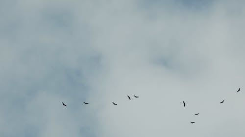 Birds Flying on Sky