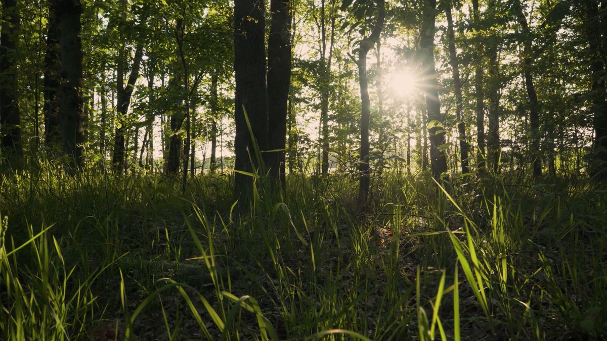 Field of grass and small pine bathing under a golden sunset Free Stock ...