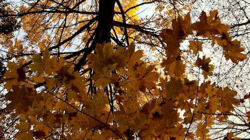 Close-up of Autumn Leaves on a Tree Branch