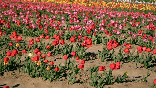 Rows of Tulips in Bloom at a Plantation 