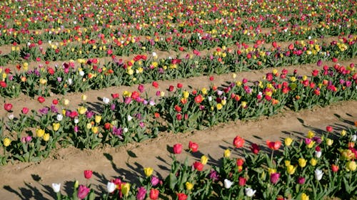 Rows of Colorful Flowers at a Tulip Farm 