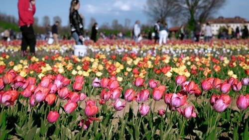 People Visiting a Tulip Farm 