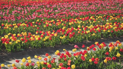 Rows of Tulip Flowers in Bloom Swaying in the Wind