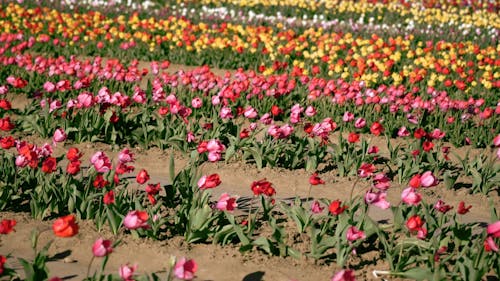 Colorful Tulip Flowers Swaying in the Wind 