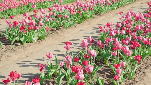 Rows of Pink Tulips in Bloom 