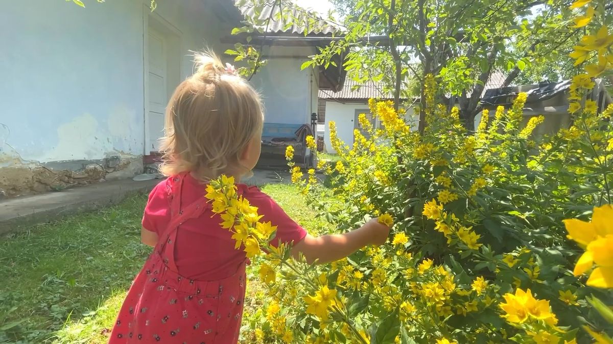 Baby Girl Smelling Flowers in a Yard Free Stock Video Footage, Royalty ...
