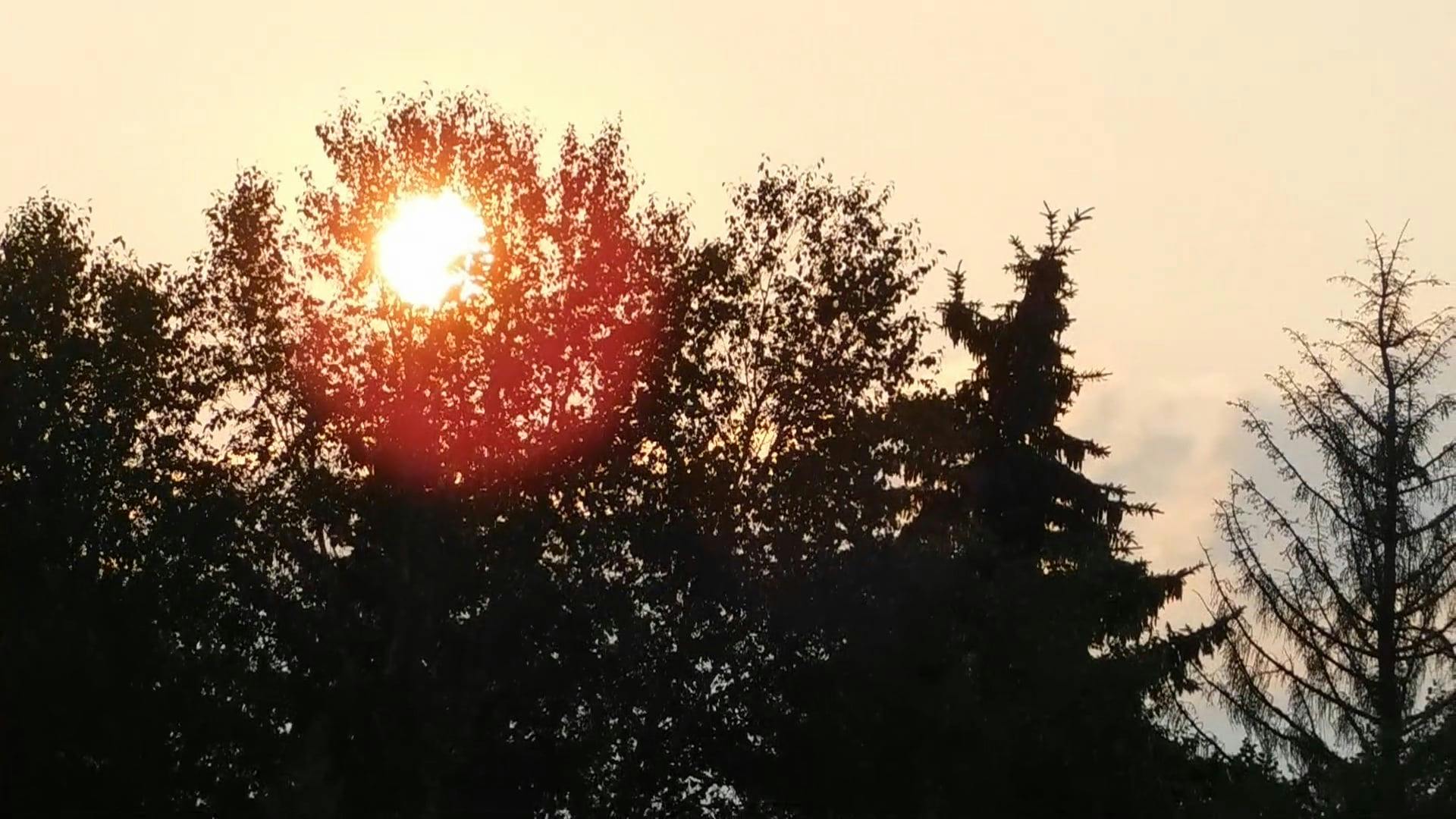 Video by Zuzanna Musial