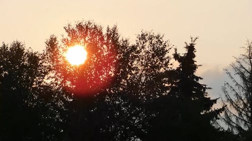 Zachód Słońca Widok Przez Drzewa