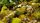 moss
