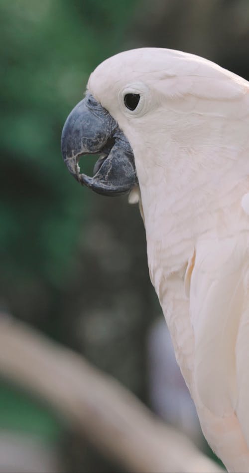 Video of White Cockatoo 