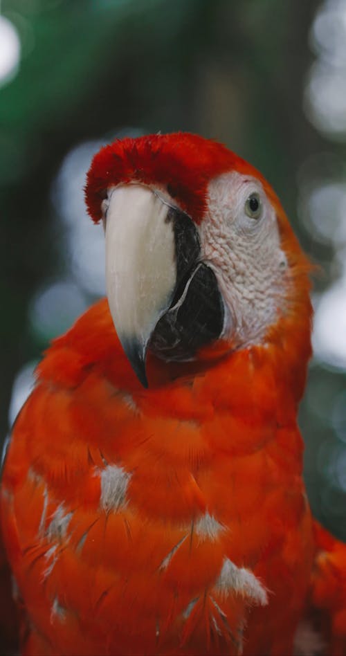 Video of an Orange Parrot