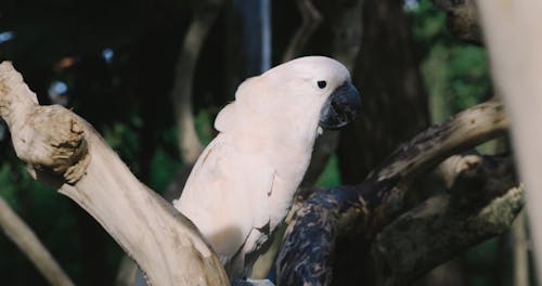 Wild Cockatoo Perched on Tree