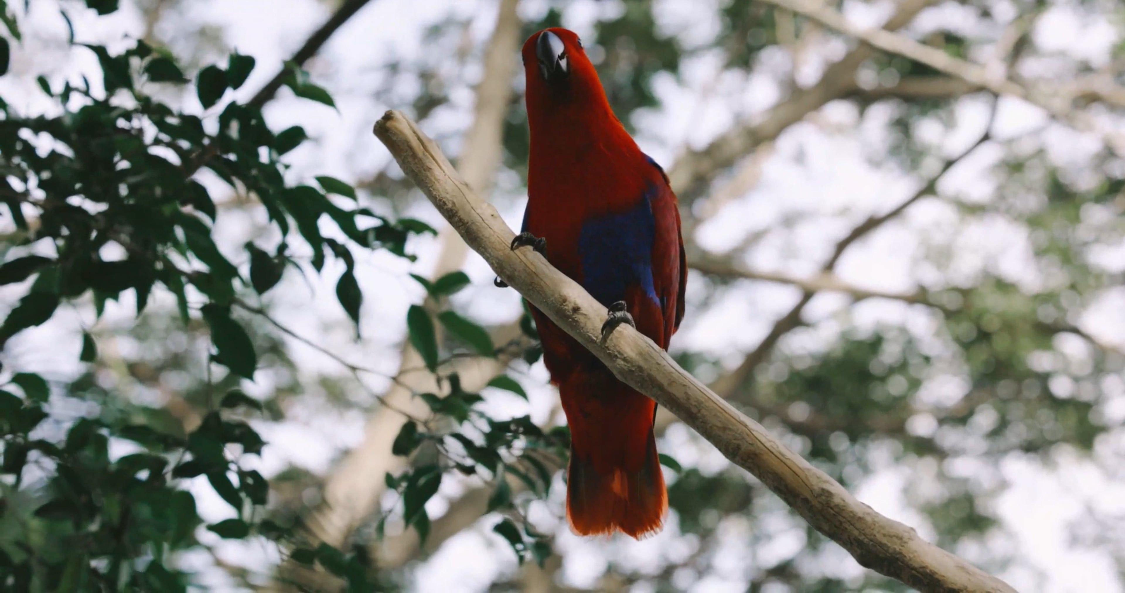 A Female Eclectus Parrot on a Tree Branch Free Stock Video Footage ...