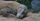komodo dragon
