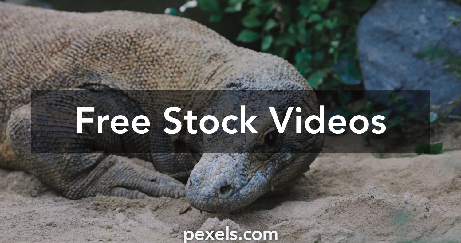 Komodo Dragon Videos, Download The BEST Free 4k Stock Video Footage & Komodo  Dragon HD Video Clips