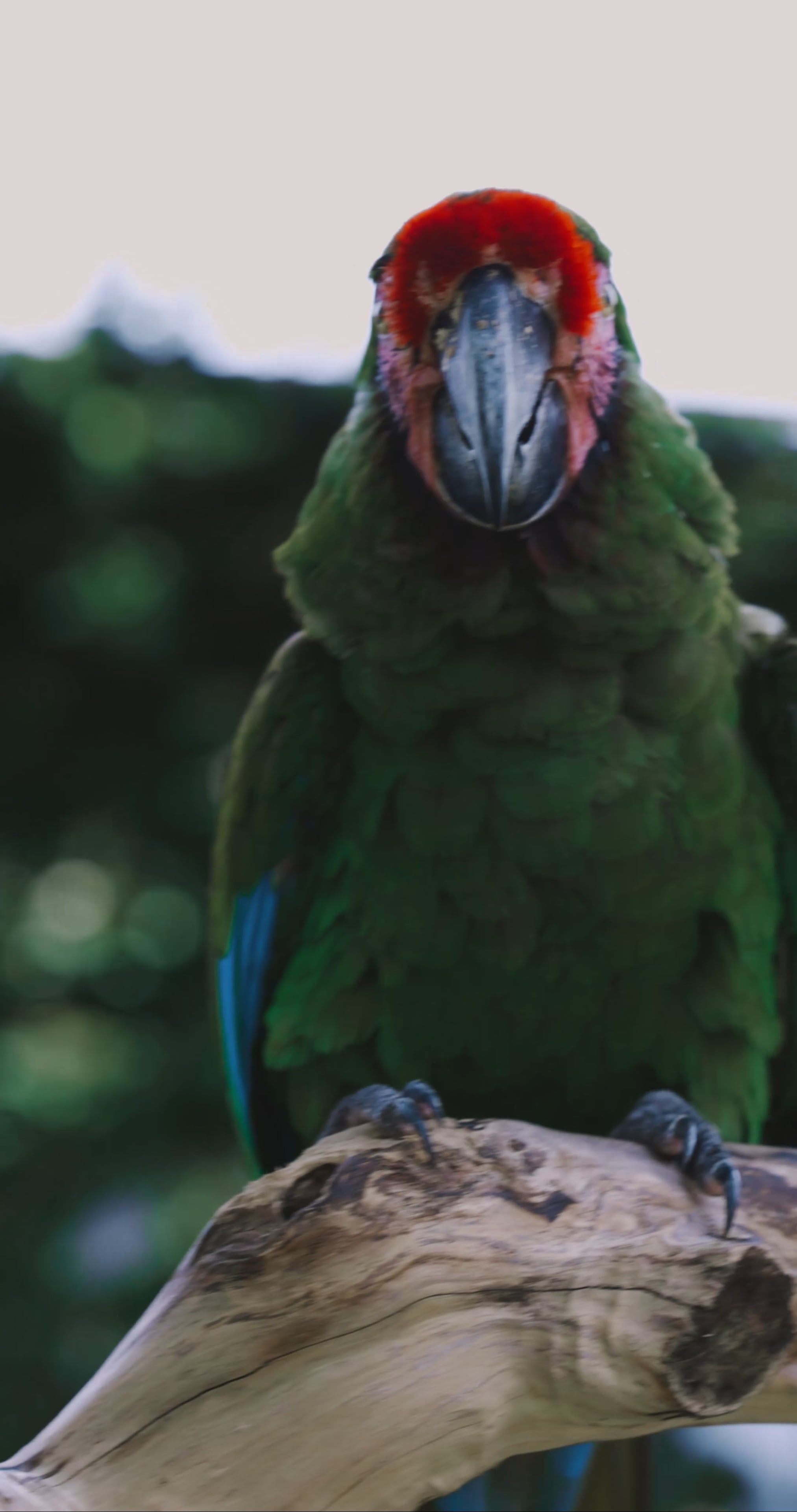 Wreathed hornbill biology: Morphology and foraging adaptations