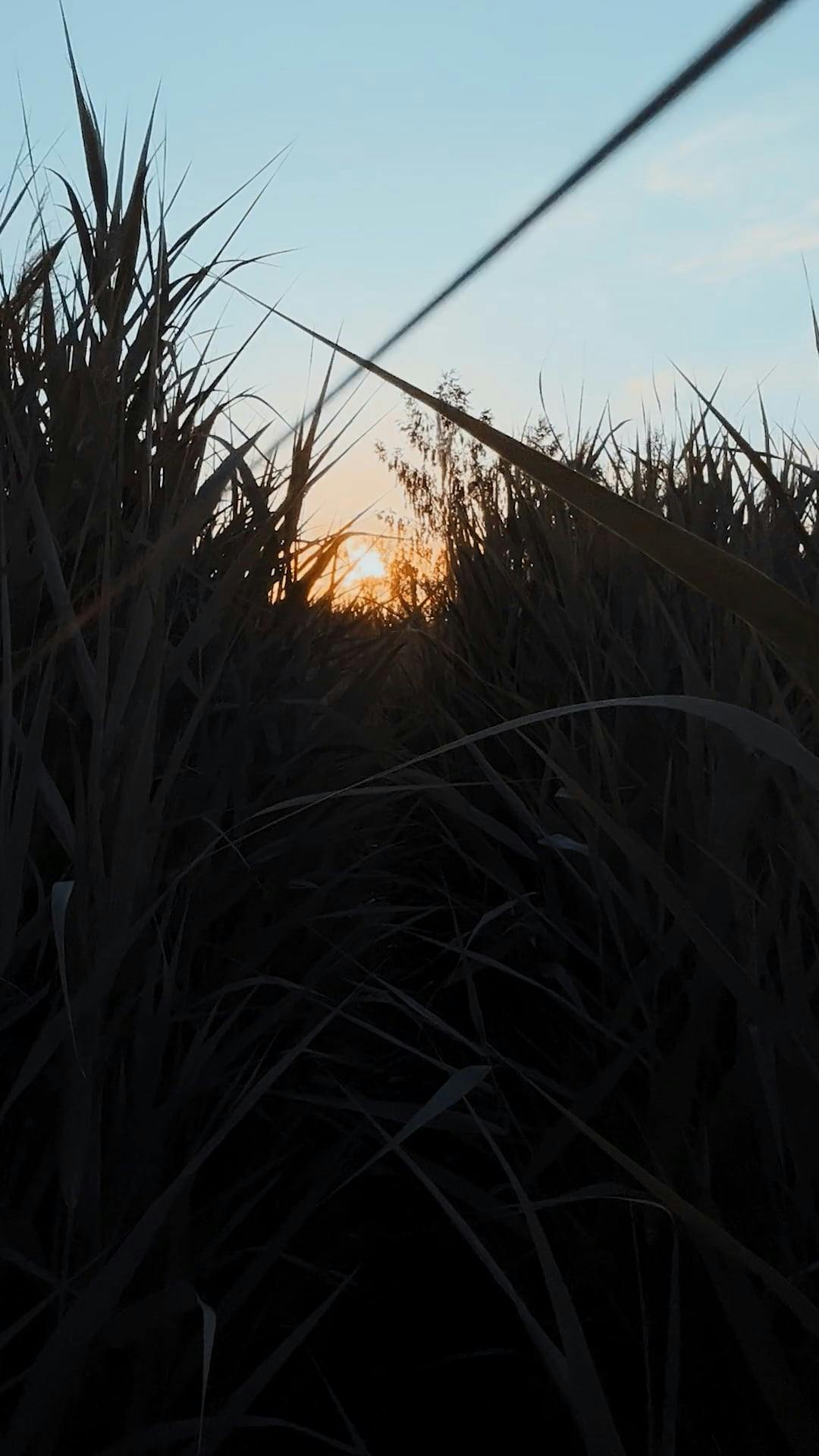Video by Dmitry Marchenkov